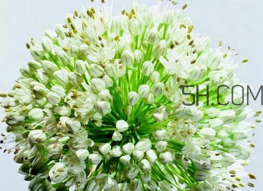 什么人不能吃韭菜花？肝火旺可以吃韭菜嗎？