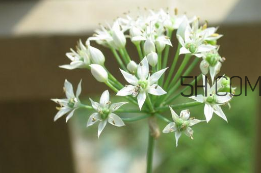 什么人不能吃韭菜花？肝火旺可以吃韭菜嗎？