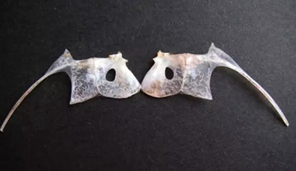 鯛魚多少錢一斤？鯛魚魚骨有什么營養(yǎng)價(jià)值