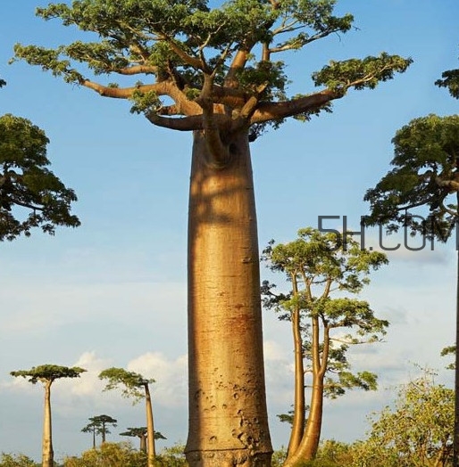 猴面包樹(shù)和面包樹(shù)是同一種植物嗎？猴面包樹(shù)能在北方種植嗎