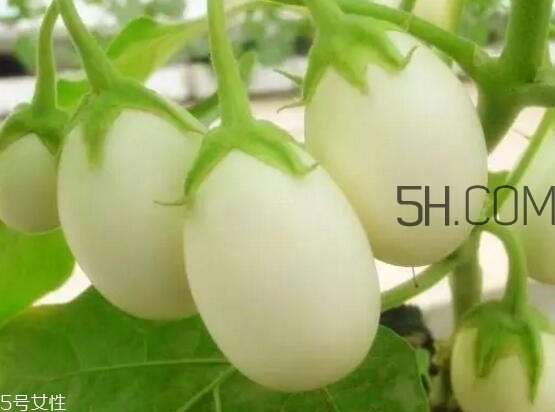 蛋樹(shù)果實(shí)可以吃嗎？蛋樹(shù)長(zhǎng)什么樣