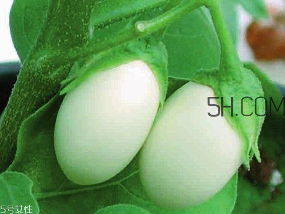 蛋樹可以種植嗎？蛋樹苗哪里可以買到