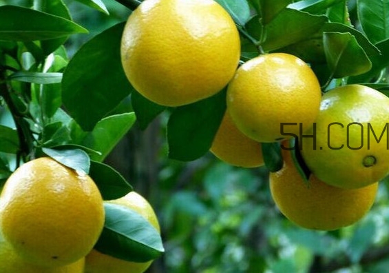 皇帝柑是哪里的特產(chǎn)？皇帝柑是熱性還是涼性？