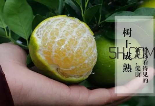 皇帝柑是橘子嗎？皇帝柑怎么保存