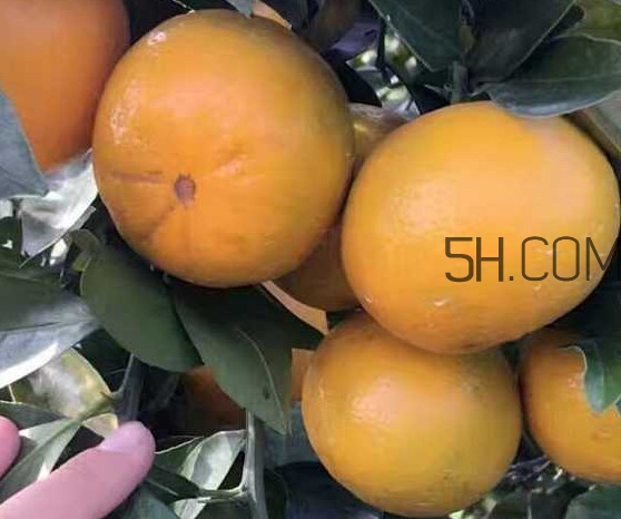 種皇帝柑1棵成本多少？皇帝柑怎么種植