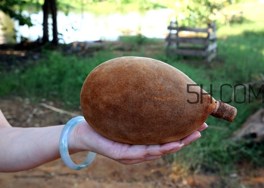 猴面包樹(shù)和面包樹(shù)是同一種植物嗎？猴面包樹(shù)能在北方種植嗎