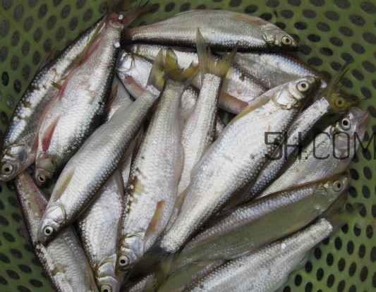 刁子魚是什么魚？刁子魚是翹嘴鲌嗎