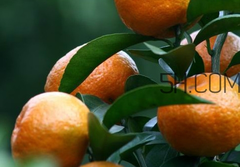 皇帝柑是哪里的特產(chǎn)？皇帝柑是熱性還是涼性？