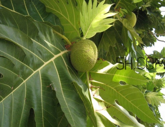 猴面包樹(shù)和面包樹(shù)是同一種植物嗎？猴面包樹(shù)能在北方種植嗎
