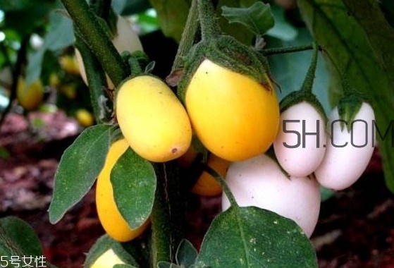 蛋樹(shù)果實(shí)可以吃嗎？蛋樹(shù)長(zhǎng)什么樣