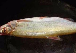 刁子魚是什么魚？刁子魚是翹嘴鲌嗎