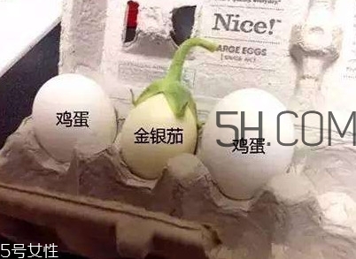 蛋樹可以種植嗎？蛋樹苗哪里可以買到