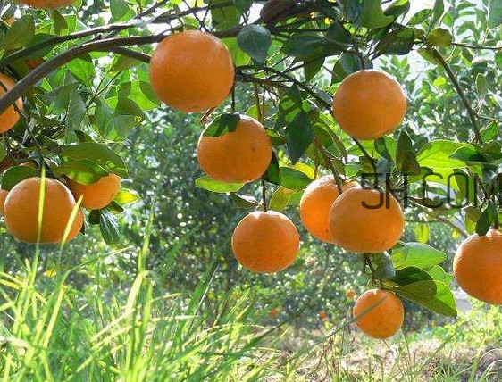 貢柑怎么預防裂果？貢柑種植管理技術