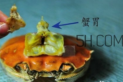 螃蟹的屎在哪里？螃蟹的屎和蟹黃怎么分辨？