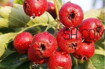臨產(chǎn)前可以吃山楂嗎？臨產(chǎn)前吃什么有助于順產(chǎn)？