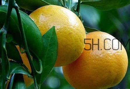 貢柑怎么預防裂果？貢柑種植管理技術