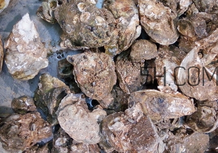 海蠣子有什么營養(yǎng)價值？海蠣子蒸多長時間