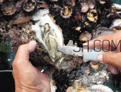 海蠣子壯陽嗎？海蠣子有寄生蟲嗎