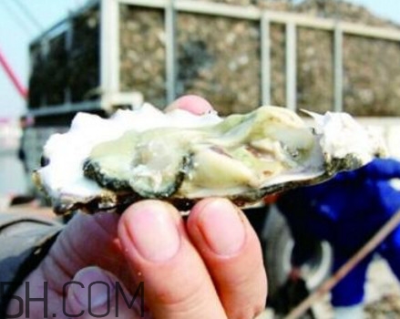 海蠣子是寒性的嗎？海蠣子是蒸還是煮好吃