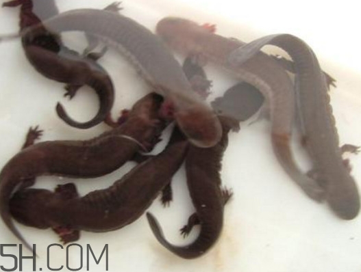 娃娃魚(yú)能養(yǎng)嗎？娃娃魚(yú)可以活多久