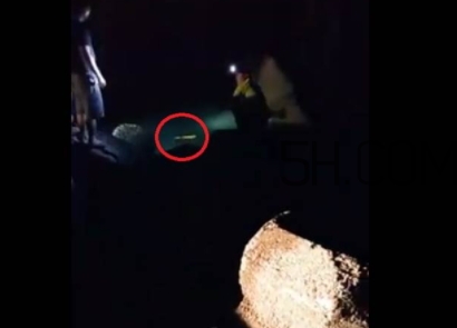 黃金鱸魚是什么品種？黃金鱸魚多少錢一斤