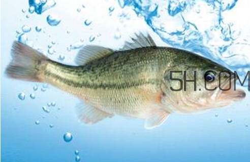 黃金鱸魚是什么品種？黃金鱸魚多少錢一斤