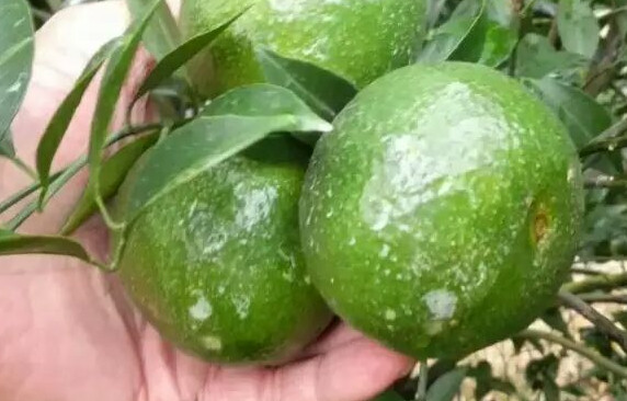 新會(huì)柑哪里的最好？新會(huì)柑什么時(shí)候有