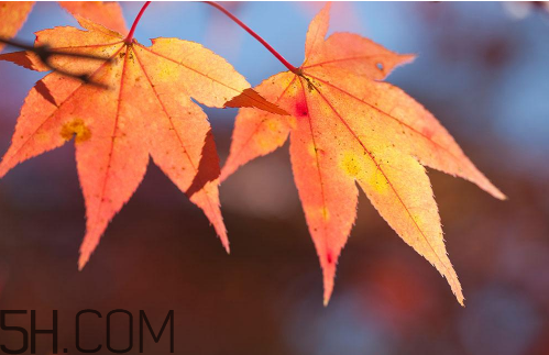 秋天犯困頭暈怎么辦？秋天吃什么補(bǔ)身體？