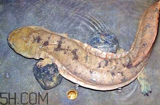 娃娃魚吃什么？娃娃魚是國家?guī)准?jí)保護(hù)動(dòng)物