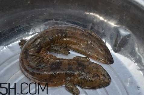 娃娃魚是魚嗎？娃娃魚買賣違法嗎？