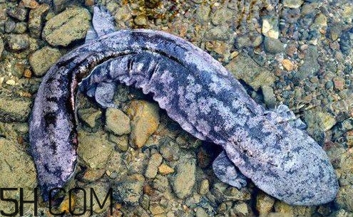 娃娃魚是魚嗎？娃娃魚買賣違法嗎？