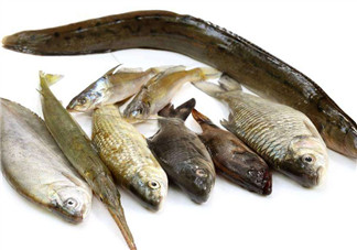 沒有魚刺的魚是哪種魚？如何挑選魚？