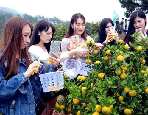 南豐蜜桔節(jié)什么時(shí)候？2017南豐蜜桔節(jié)時(shí)間
