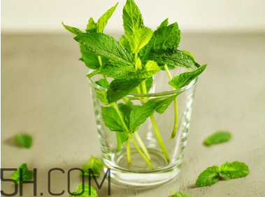 感冒可以喝酒嗎？薄荷治療感冒的方法