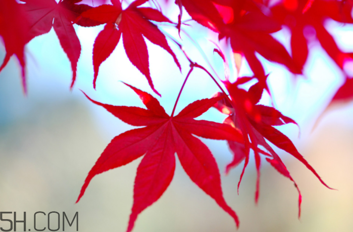 楓葉幾月份最紅？楓葉幾月的時候最美？