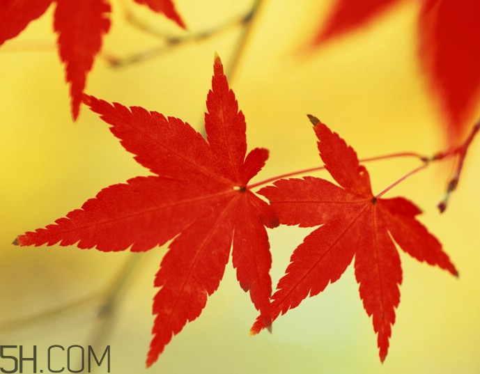 楓葉幾月份最紅？楓葉幾月的時候最美？