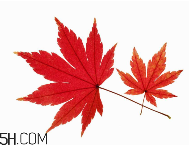 楓葉可以用來做什么？楓葉可以染頭發(fā)嗎？