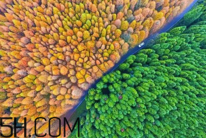 楓葉可以用來做什么？楓葉可以染頭發(fā)嗎？