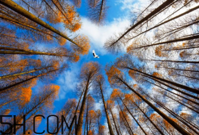 楓葉可以用來做什么？楓葉可以染頭發(fā)嗎？