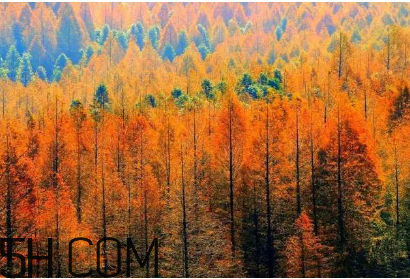 楓葉可以用來做什么？楓葉可以染頭發(fā)嗎？