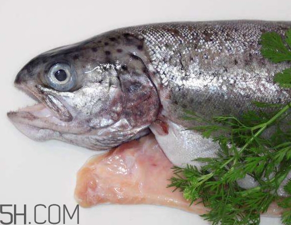 鮭魚是什么魚？鮭魚多少錢一斤