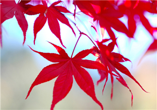 楓葉幾月份最紅？楓葉幾月的時候最美？