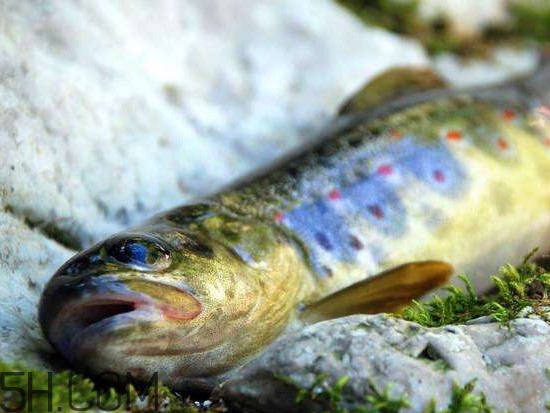 鮭魚是什么魚？鮭魚多少錢一斤
