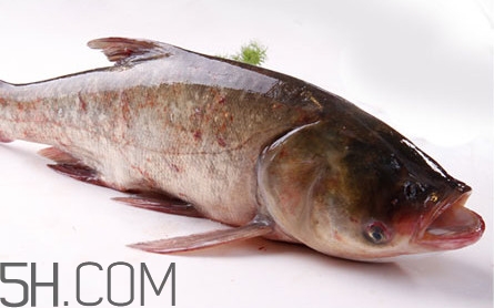 胖頭魚是花鰱魚嗎？胖頭魚是河魚還是海魚