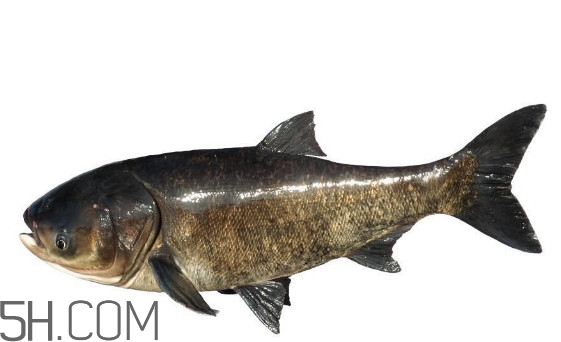 胖頭魚為什么叫胖頭魚？胖頭魚能長到多大