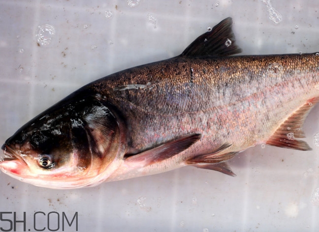胖頭魚(yú)有什么營(yíng)養(yǎng)？胖頭魚(yú)是鰱魚(yú)嗎