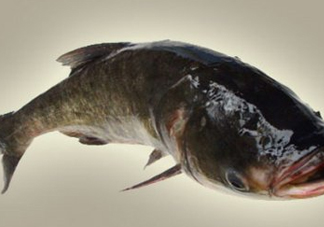 胖頭魚是什么魚？胖頭魚是發(fā)物嗎