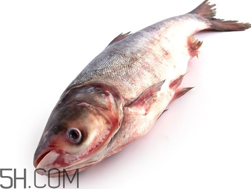 胖頭魚為什么叫胖頭魚？胖頭魚能長到多大