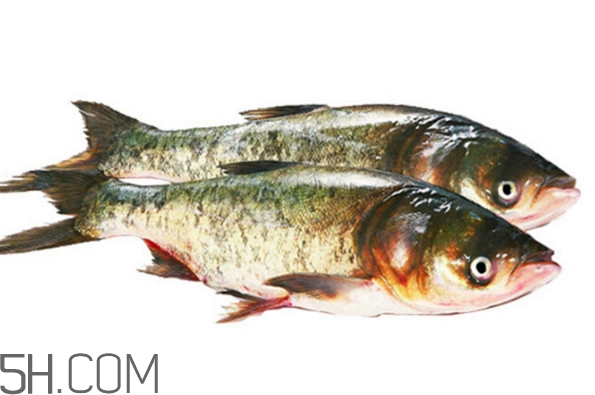 胖頭魚怎么做好吃？胖頭魚怎么釣