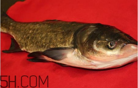 胖頭魚為什么叫胖頭魚？胖頭魚能長到多大